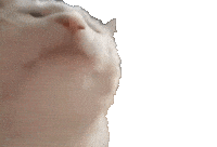 CATJAM